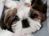 https://dev.cocktailshihtzu.com/wp-content/themes/humble/timthumb.php?q=100&w=650&h=350&src=https://dev.cocktailshihtzu.com/wp-content/uploads/2011/11/photo-2-21-200x150.jpg