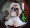 https://dev.cocktailshihtzu.com/wp-content/themes/humble/timthumb.php?q=100&w=650&h=350&src=https://dev.cocktailshihtzu.com/wp-content/uploads/2011/11/slide-4.jpg