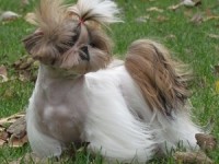 bunny and priscilla 124