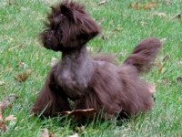 bunny and priscilla 207